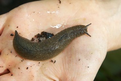 Pseudaneitea