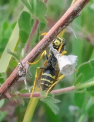 Polistes gallicus