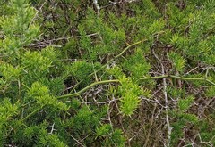 Asparagus multiflorus
