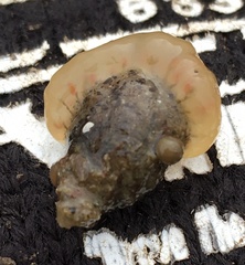 Distaplia