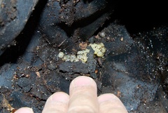 Pseudaneitea