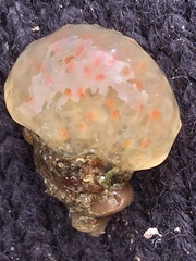 Distaplia