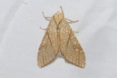 Lophocampa mixta