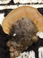 Distaplia