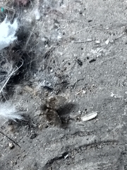 Clogmia albipunctata