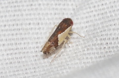 Norvellina pulchella