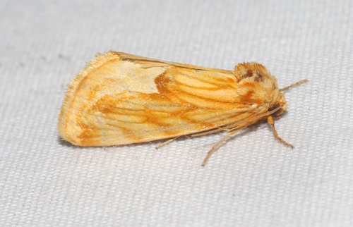 Cirrhophanus dyari Cockerell, 1899