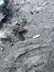 Clogmia albipunctata