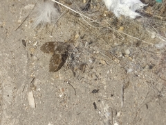 Clogmia albipunctata