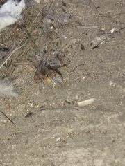 Clogmia albipunctata