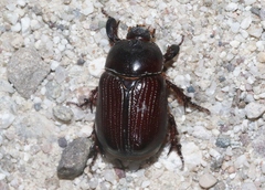 Orizabus ligyroides