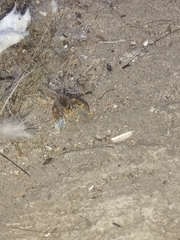 Clogmia albipunctata