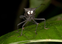 Acanthocephala latipes image
