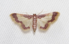 Idaea basinta