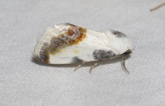 Acontia