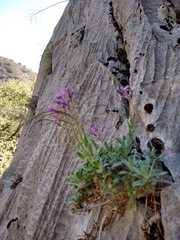 Boechera breweri shastaensis