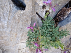 Boechera breweri shastaensis