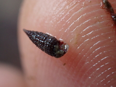 Cerithiopsis tubercularis