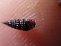 Cerithiopsis tubercularis