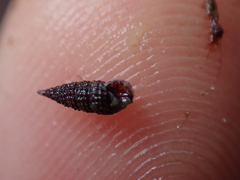 Cerithiopsis tubercularis