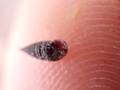 Cerithiopsis tubercularis