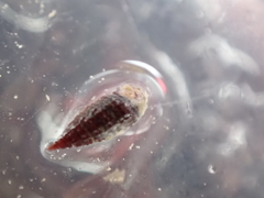 Cerithiopsis tubercularis