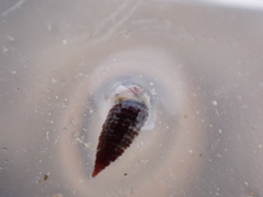 Cerithiopsis tubercularis