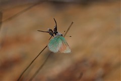 Callophrys dumetorum perplexa