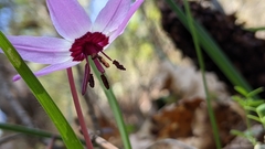 Erythronium hendersonii