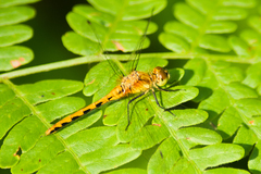 Sympetrum rubicundulum
