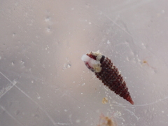 Cerithiopsis tubercularis