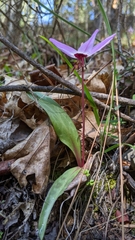 Erythronium hendersonii
