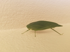 Microcentrum