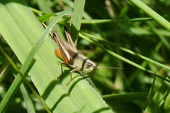Amblytropidia australis