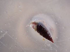 Cerithiopsis tubercularis