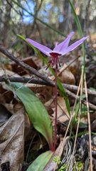 Erythronium hendersonii