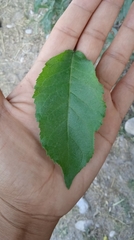 Ehretia latifolia