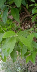 Ehretia latifolia