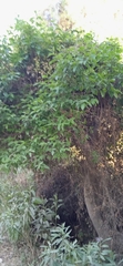 Ehretia latifolia
