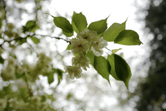 Cerasus