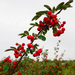 Sorbocotoneaster pozdnjakovii - Photo (c) naturalisttt, algunos derechos reservados (CC BY-NC), uploaded by naturalisttt