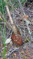 Asparagus mariae