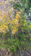 Asparagus mariae