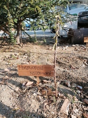 Pereskiopsis kellermanii
