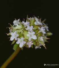 Valerianella discoidea