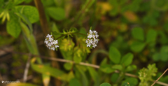 Valerianella discoidea