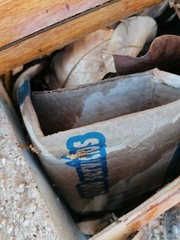 Camponotus conspicuus