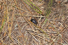 Carabus amplipennis