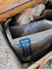 Camponotus conspicuus