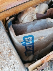 Camponotus conspicuus